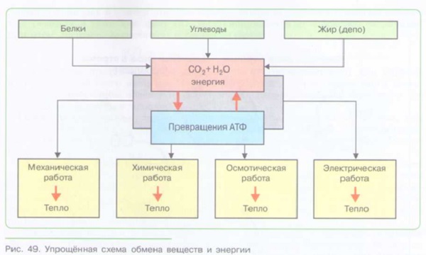 ОБМЕН ВЕЩЕСТВ И ЭНЕРГИИ В ОРГАНИЗМЕ: пластический обмен